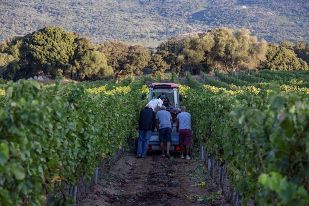 Sud Corse_Patrimoine_Vignes_Vin_Vendanges ATC-Sylvain Alessandri38